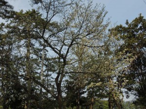 DSCN7601　白桜